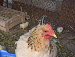 kyckling mor med kycklingar foto