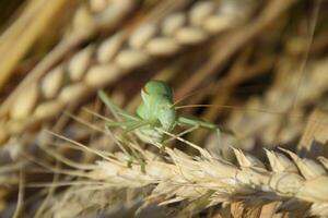 isofia. gräshoppa är ett isofi på en vete spikelet. foto