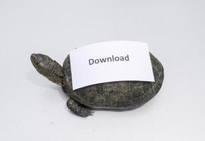 ladda ner. en dålig internet symbol. låg ladda ner fart. långsam internet. vanlig flod sköldpadda av tempererad breddgrader. de sköldpadda är ett gammal reptil. foto