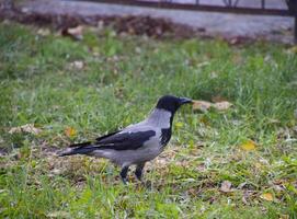 huvor kråka på de gräs. en fågel av de familj corvidae foto