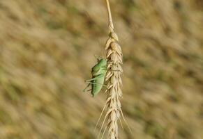 isofia. gräshoppa är ett isofi på en vete spikelet. foto