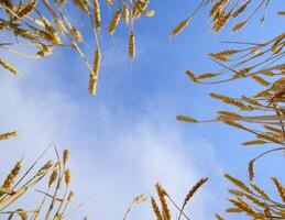 spikelets av vete mot de blå himmel. mogna vete. foto