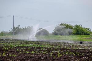 bevattning systemet i fält av meloner. vattning de fält. sprinkler foto