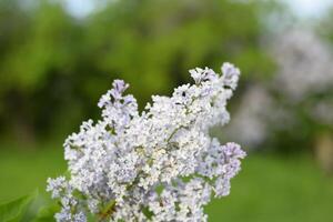 blommor blomning lila. skön lila lila blommor utomhus. foto