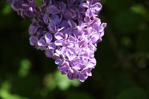 blommor blomning lila. skön lila lila blommor utomhus. foto