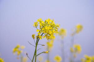 närbild fokus en skön blomning gul rapsfrö blomma med blå himmel suddigt bakgrund foto