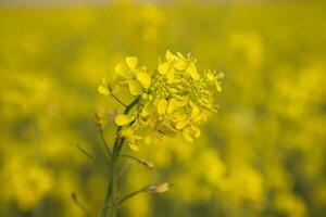 närbild fokus en skön blomning gul rapsfrö blomma med suddigt bakgrund foto