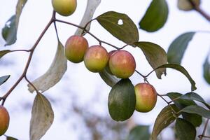 röd jujube frukt eller äpple kul boroi på en gren i de trädgård. selektiv fokus med grund djup av fält foto