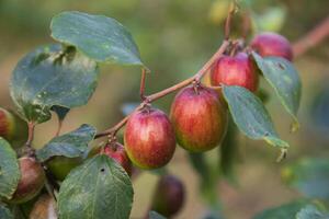 röd jujube frukt eller äpple kul boroi på en gren i de trädgård. selektiv fokus med grund djup av fält foto