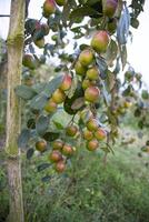 frukt träd med omogen röd jujube frukt eller äpple kul boroi i de trädgård foto