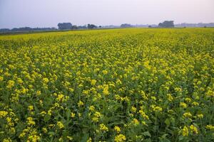 skön blommig landskap se av rapsfrö i en fält med blå himmel i de landsbygden av bangladesh foto