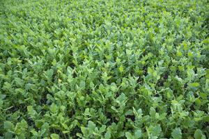 topp se av grön rapsfrö växt textur bakgrund kan vara Begagnade som lantbruk begrepp foto
