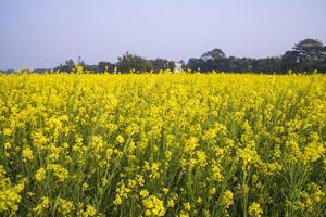 skön blommig landskap se av rapsfrö i en fält med blå himmel i de landsbygden av bangladesh foto