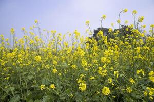 utomhus- gul rapsfrö blommor fält landsbygden av bangladesh foto