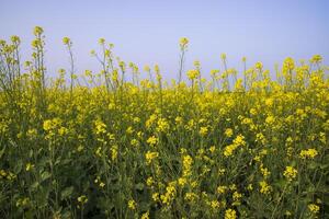 utomhus- gul rapsfrö blommor fält landsbygden av bangladesh foto