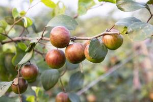 röd jujube frukt eller äpple kul boroi på en gren i de trädgård. selektiv fokus med grund djup av fält foto