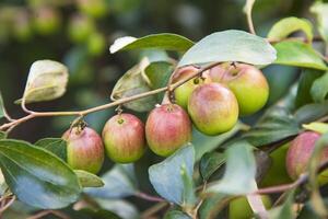 röd jujube frukt eller äpple kul boroi på en gren i de trädgård. selektiv fokus med grund djup av fält foto