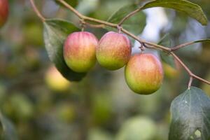 röd jujube frukt eller äpple kul boroi på en gren i de trädgård. selektiv fokus med grund djup av fält foto