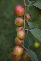 röd jujube frukt eller äpple kul boroi på en gren i de trädgård. selektiv fokus med grund djup av fält foto