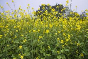 utomhus- gul rapsfrö blommor fält landsbygden av bangladesh foto