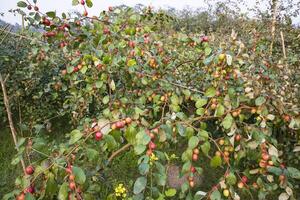 frukt träd med omogen röd jujube frukt eller äpple kul boroi i de trädgård foto