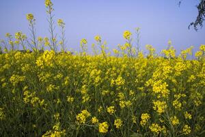 utomhus- gul rapsfrö blommor fält landsbygden av bangladesh foto