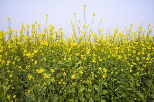 utomhus- gul rapsfrö blommor fält landsbygden av bangladesh foto