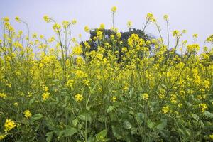 utomhus- gul rapsfrö blommor fält landsbygden av bangladesh foto