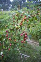 frukt träd med omogen röd jujube frukt eller äpple kul boroi i de trädgård foto