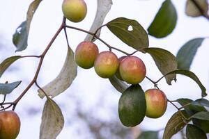 röd jujube frukt eller äpple kul boroi på en gren i de trädgård. selektiv fokus med grund djup av fält foto