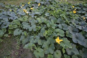 grön organisk vegetabiliska ljuv pumpa plantage i de trädgård foto