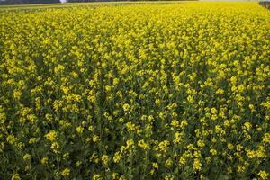 blomning gul rapsfrö blommor i de fält. kan vara Begagnade som en blommig textur bakgrund foto
