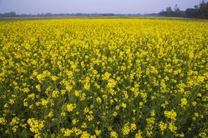 skön blommig landskap se av rapsfrö i en fält med blå himmel i de landsbygden av bangladesh foto