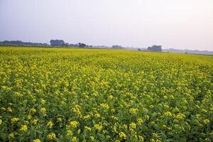 skön blommig landskap se av rapsfrö i en fält med blå himmel i de landsbygden av bangladesh foto