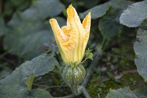 grön organisk vegetabiliska ljuv pumpa små gul blomma i de trädgård, ung pumpa naturlig pollinering i de fält av landsbygden i bangladesh foto