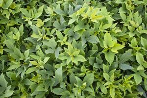 grön löv mönster textur bakgrund av de ljuv potatis växt i de fält landsbygden av bangladesh foto