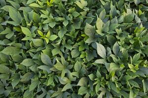 grön löv mönster textur bakgrund av de ljuv potatis växt i de fält landsbygden av bangladesh foto