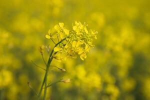 närbild fokus en skön blomning gul rapsfrö blomma med suddigt bakgrund foto