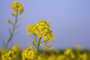 närbild fokus en skön blomning gul rapsfrö blomma med blå himmel suddigt bakgrund foto
