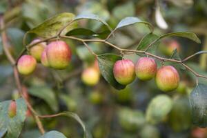 röd jujube frukt eller äpple kul boroi på en gren i de trädgård. selektiv fokus med grund djup av fält foto