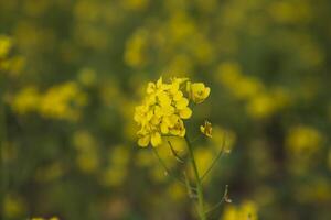 närbild fokus en skön blomning gul rapsfrö blomma med suddigt bakgrund foto