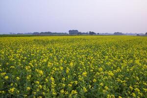 skön blommig landskap se av rapsfrö i en fält med blå himmel i de landsbygden av bangladesh foto