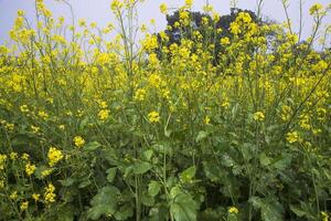 utomhus- gul rapsfrö blommor fält landsbygden av bangladesh foto