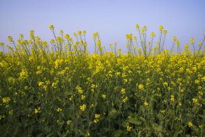 utomhus- gul rapsfrö blommor fält landsbygden av bangladesh foto