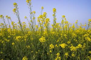 utomhus- gul rapsfrö blommor fält landsbygden av bangladesh foto