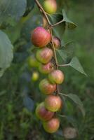 röd jujube frukt eller äpple kul boroi på en gren i de trädgård. selektiv fokus med grund djup av fält foto