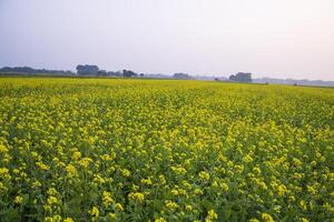 skön blommig landskap se av rapsfrö i en fält med blå himmel i de landsbygden av bangladesh foto