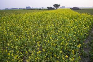 skön blommig landskap se av rapsfrö i en fält med blå himmel i de landsbygden av bangladesh foto