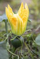 grön organisk vegetabiliska ljuv pumpa små gul blomma i de trädgård, ung pumpa naturlig pollinering i de fält av landsbygden i bangladesh foto