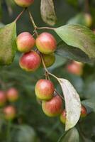 röd jujube frukt eller äpple kul boroi på en gren i de trädgård. selektiv fokus med grund djup av fält foto